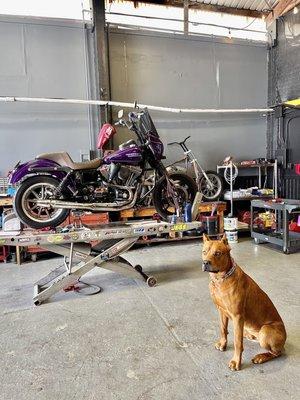 Hannibal and my Dyna at Apex Cycles