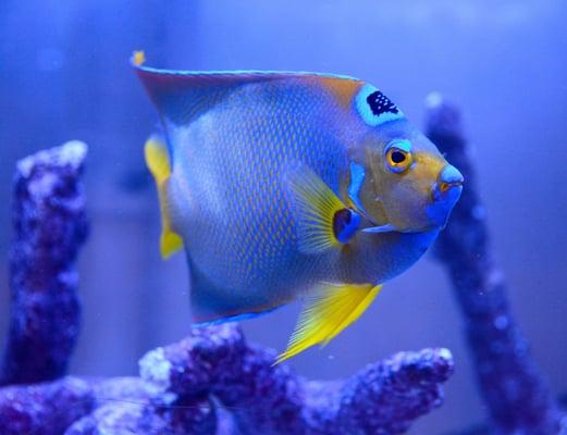 Reef Bar Aquarium Services