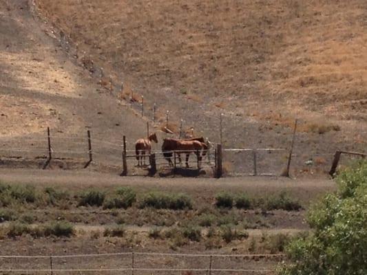 Meandering Creek Equestrian Center