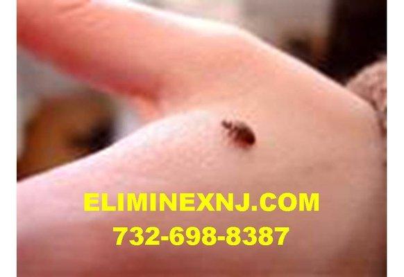 Bed Bug Control 732-698-8387