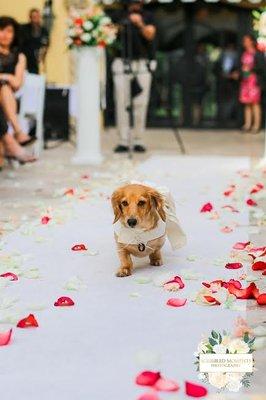 Our patient Remi was in her owner's wedding!