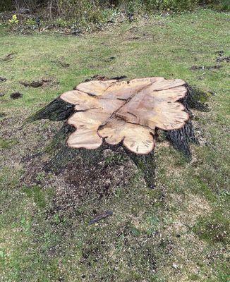 Stump in Troy NY