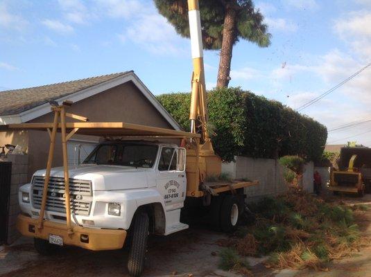 Removing pine tree that was in the SCE Wires in the city of Fullerton