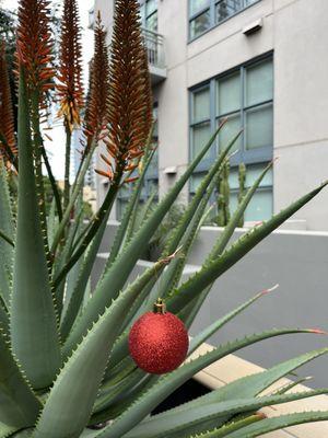 Feliz Navidad 2023 from "Aloe-jandro" Downtown San Diego's largest and most beautiful courtyard cactus.