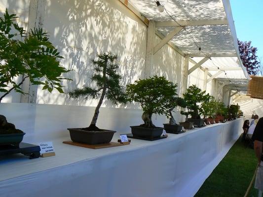 Long table of bonsai