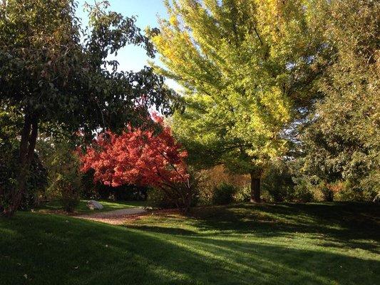 Pathways and Trees