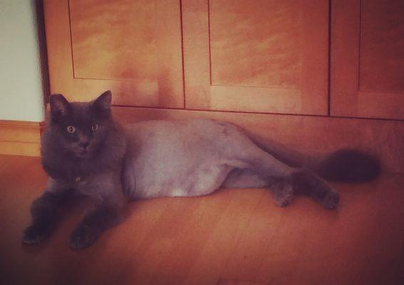 Ollie G. posing with his new lion cut by Krystal.