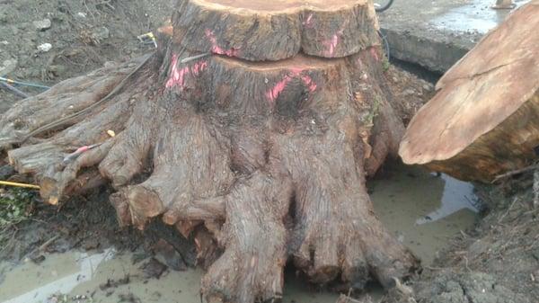 This is a redwood stump I'm digging up and selling