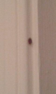 A bat bug in the hallway on the moulding