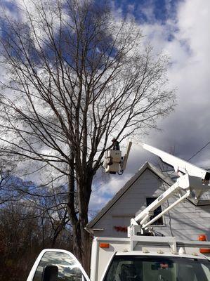 Tree Services Farmington, Maine