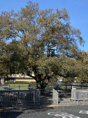 Students eat and play in our outside area.