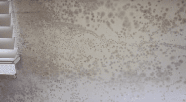 Drywall mold infestation in Palm Beach County