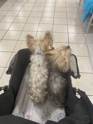 They love shopping