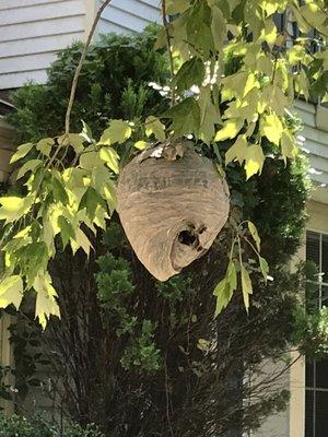 Bald faced hornets nest