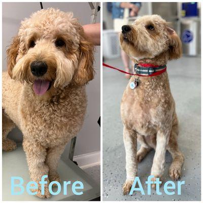 Dog grooming before and after