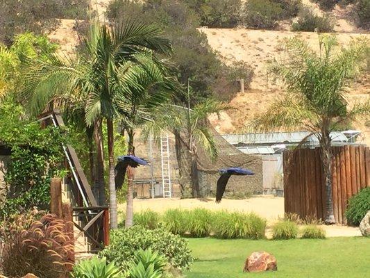 Blue Hyacinth Macaw In Flight