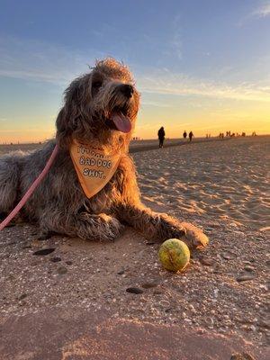 Sunset beach adventures for dogs