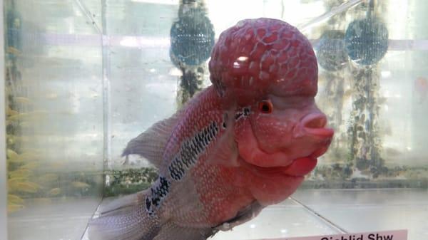 Red dragon flowerhorn