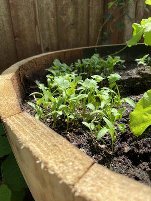 Leisure cilantro (split seed variety)