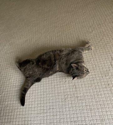 The cat likes the new carpet too!