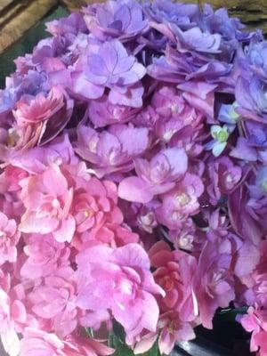 Hydrangea from Z Callas