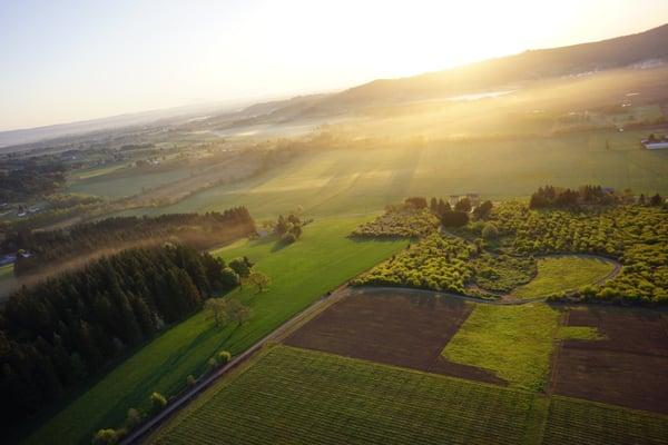 Early morning at the vineyard.