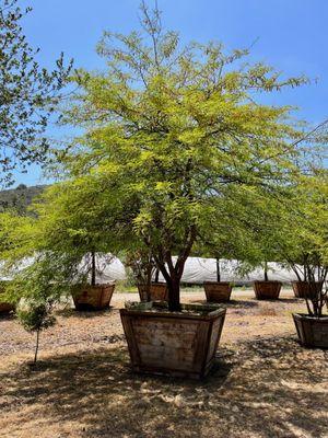 Big Trees Nursery