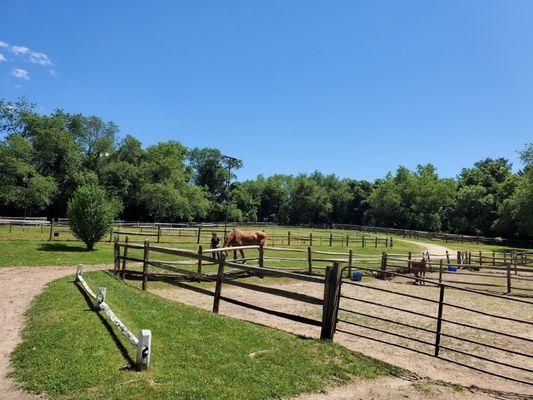 Another stress free day at Brookville Farms...