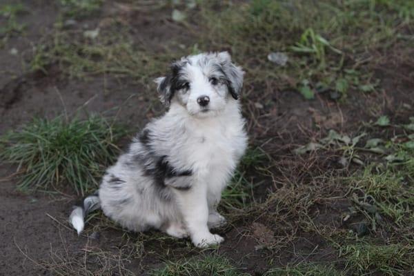 Blue Merle Aussiedoodle