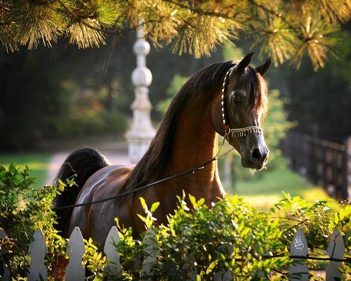 Arabian show horse