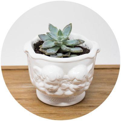 Angel Planters Minimum 36pcs Succulent not included