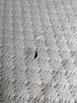 Rat poop on my bed