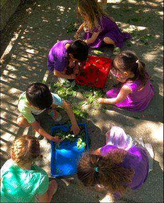 Our Spanish preschoolers are collecting leaves and natural items to learn more about insects and their homes!