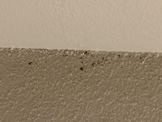 Mold in our kitchen