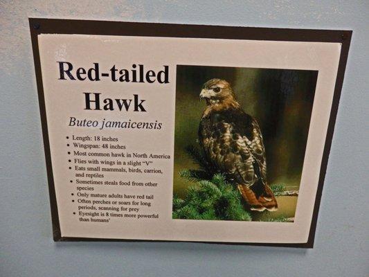 Red-tailed Hawk