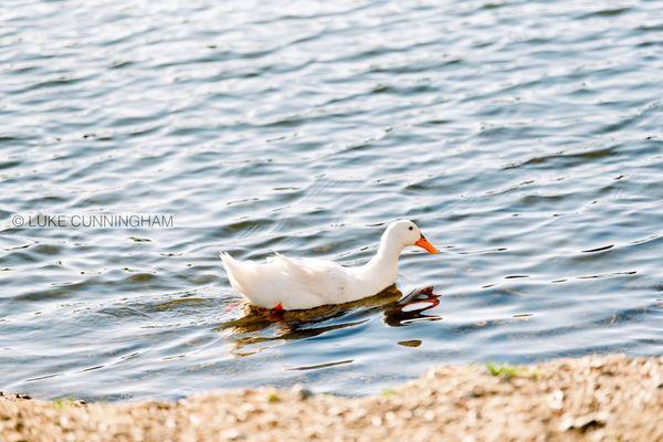 Vasona Lake County Park | Los Gatos