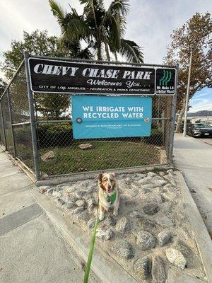 ** Dogs "allowed" ** ** on leash ** Chevy Chase Park comes up as. Chevy Chase Recreation Center in Yelp