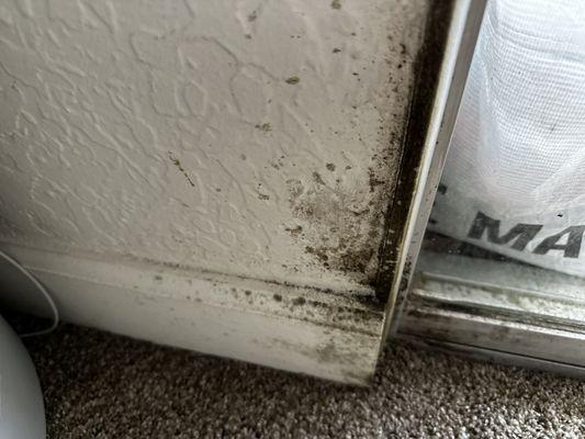 Black mold