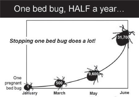 Let us get rid of your bed bugs.