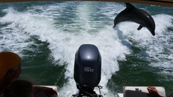 Sanibel Island Dolphin Wildlife Tours 
Gulf Coast Marine Excursions
http://www.gulfcoastmarineexcursions.com
239-240-1128