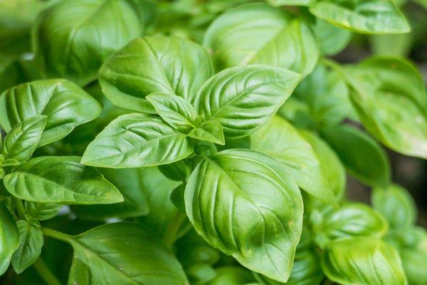 Genovese Basil