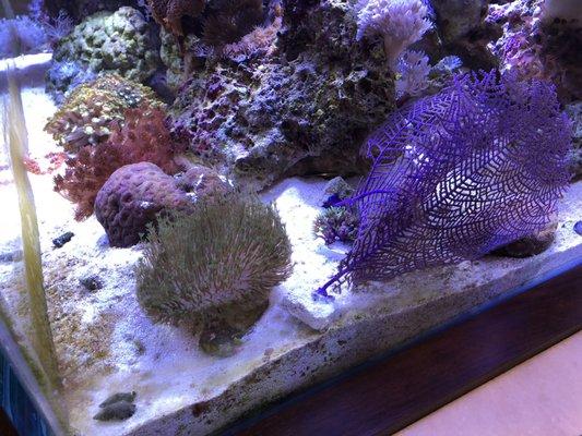 Monokian Reef Aquarium by Current Aquatics