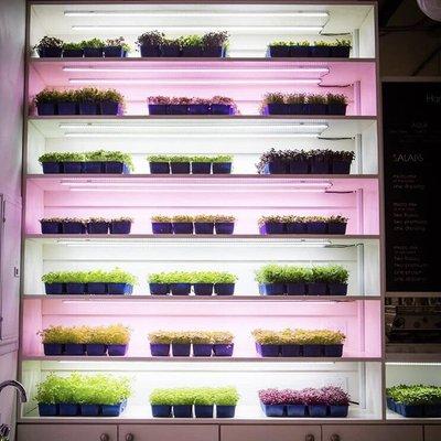 Microgreens Wall