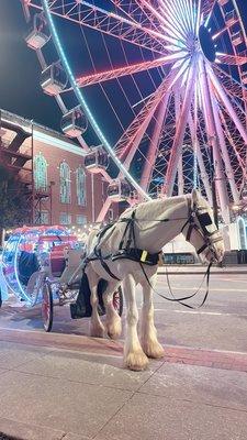 Beautiful white horse