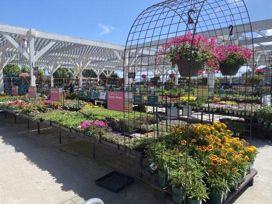 Gorgeous flowers at Armstrong's Nursery