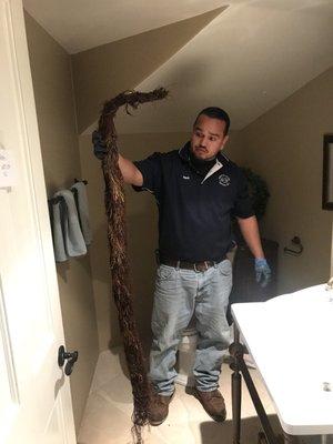 Removed this large root from a toilet line in North Orange County