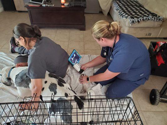 In home ultra sound..Not a small pup to handle( 180 pounds) . These ladies were pros!!