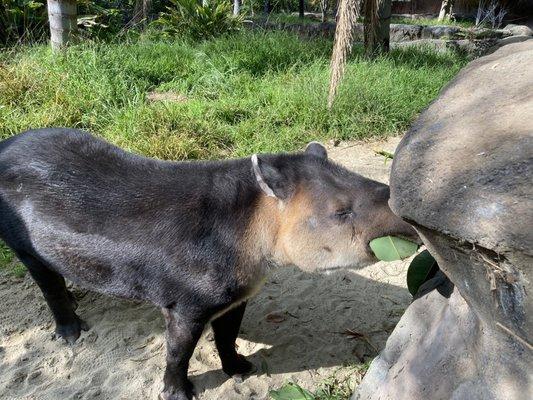 They do not warn you about the extremely funny tapir!! It alone is worth a star.