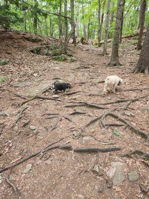 Took 20 minutes and walked the loop. They loved it, as there were very few other dogs here ... we'll come again when it's quiet.