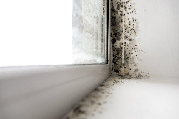 Mold damage restoration.